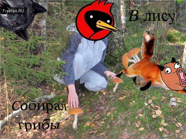 Омская птица - в лису собирает грибы