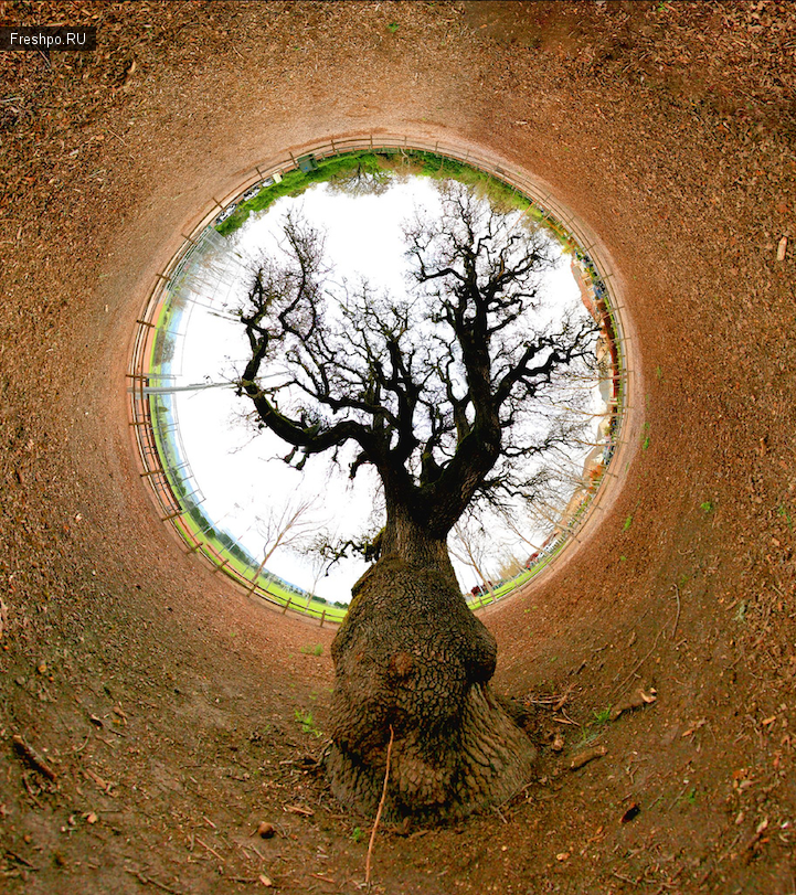 Головокружительные сюрриалистические работы Американского фотоходожника Джоша Соммерса. - дерево