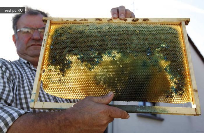 Пчелиные соты, с голубым и зеленым медом, в руках у французкого пасечника и пчеловода.