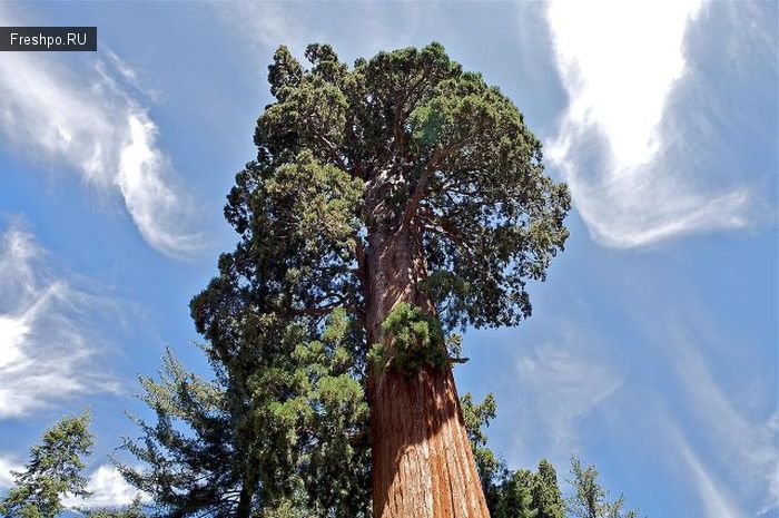 Знаете какое дерево, самое большое в мире? Верно, это Секвоя! Классные фотки