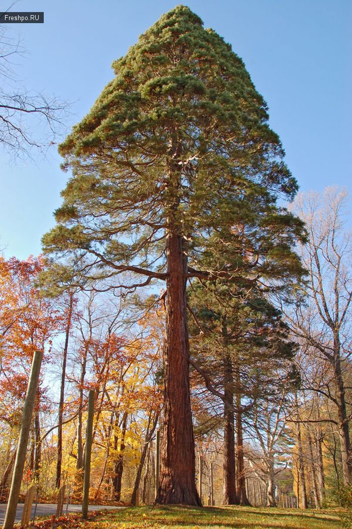 Знаете какое дерево, самое большое в мире? Верно, это Секвоя! Классные фотки