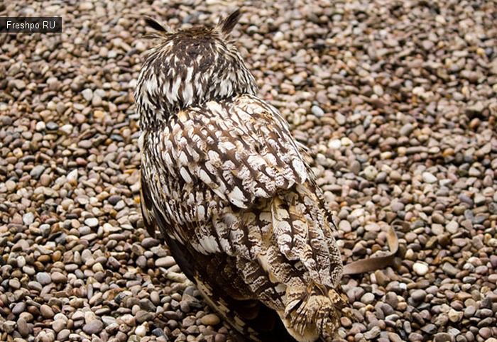 Найди сову на картинке - удивительная природная окраска животных