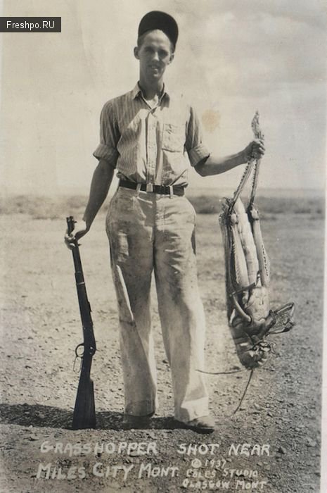 Гигантская саранча убитая с двустволки