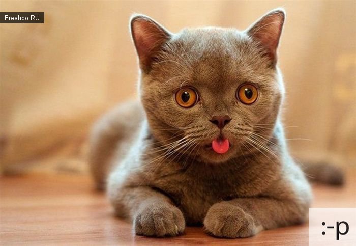Котосмайлики или сопостовление фотографий кошек привычным нам смайликам!