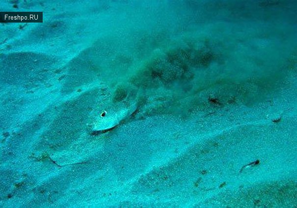 Загадочные симметричные круги под водой в Амами Ошима южной Японии больше не являются закадкой