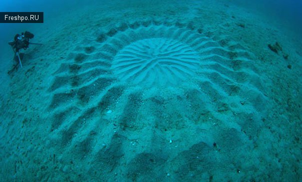 Загадочные симметричные круги под водой в Амами Ошима южной Японии больше не являются закадкой