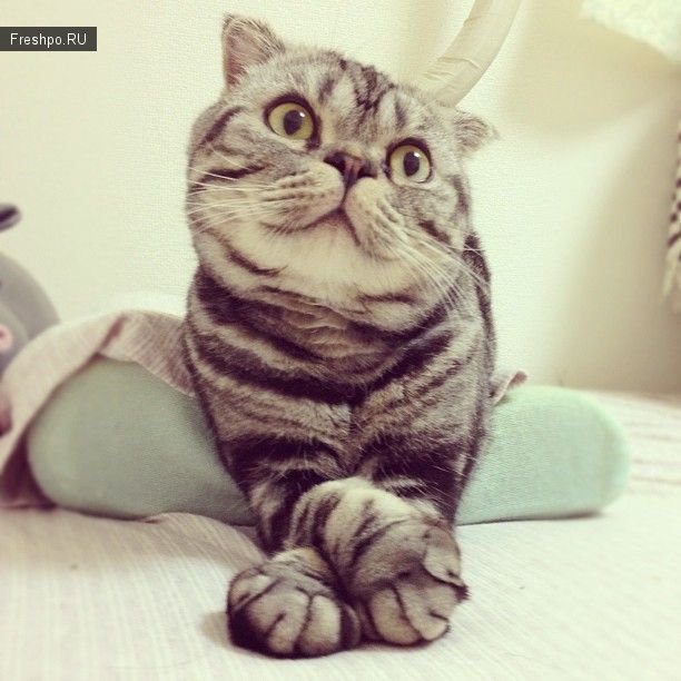 Кот по имени Позирующий кот &quot;Шиши Мару&quot;  или кошачья звезда фоторедактора Instagram