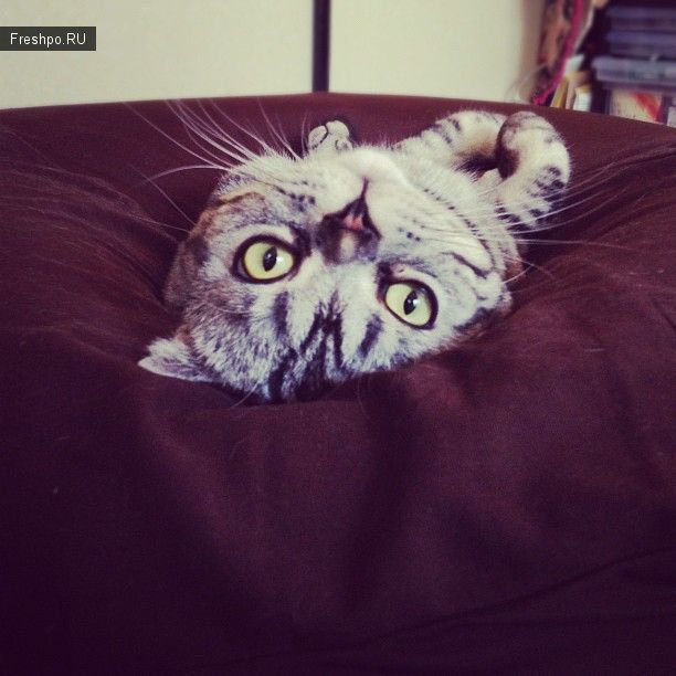 Кот по имени Позирующий кот &quot;Шиши Мару&quot;  или кошачья звезда фоторедактора Instagram