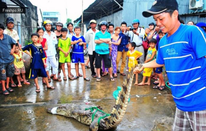 Как вылавливают крокодилов или борьба Китайцев с нежеланными поселенцами деревенских рек!