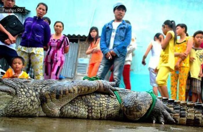 Как вылавливают крокодилов или борьба Китайцев с нежеланными поселенцами деревенских рек!
