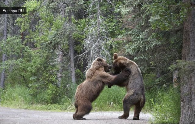 Битва двух молодых медвежат - очень жестокие фотографии +21
