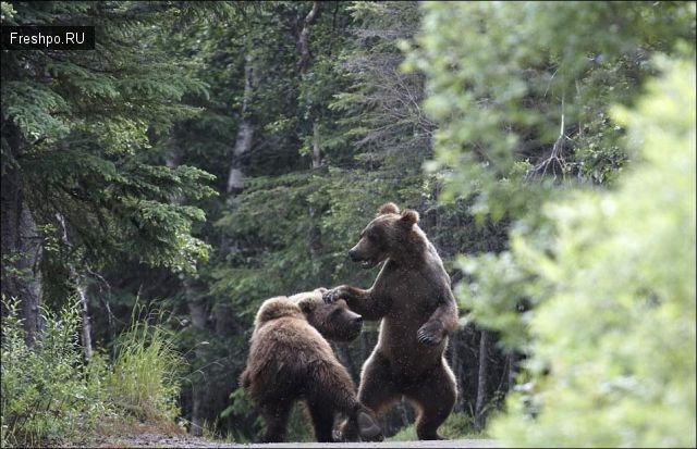 Битва двух молодых медвежат - очень жестокие фотографии +21