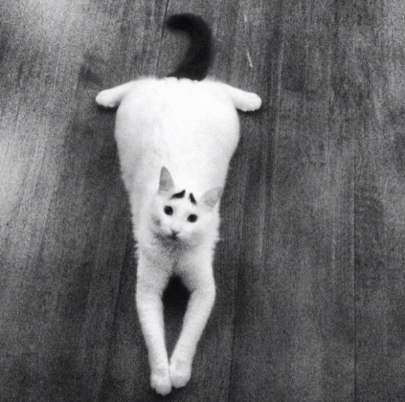 Прикольные фотографии белого кота с черными бровями