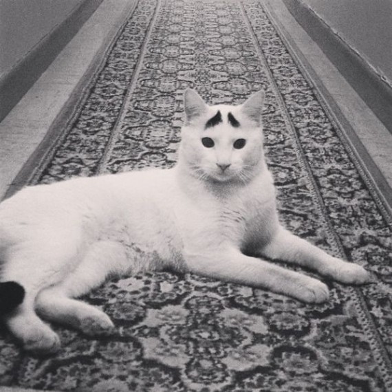Прикольные фотографии белого кота с черными бровями