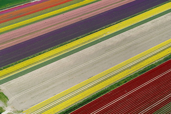Разноцветныме поля в Нидерландах - вид из кабины самолета